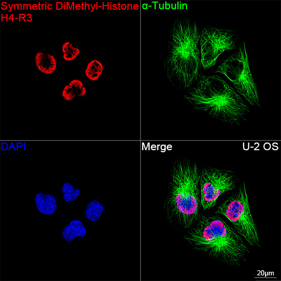 H4R3me2s Antibody in Immunocytochemistry (ICC/IF)