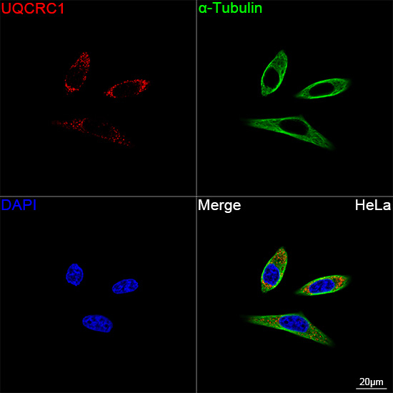 UQCRC1 Antibody in Immunocytochemistry (ICC/IF)