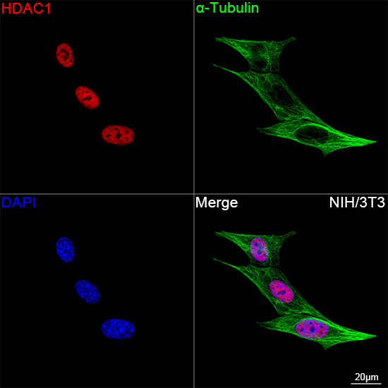 HDAC1 Antibody in Immunocytochemistry (ICC/IF)