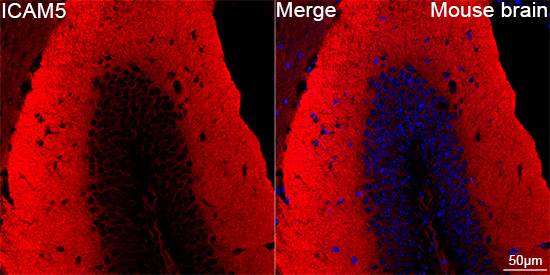 ICAM-5 Antibody in Immunohistochemistry (Paraffin) (IHC (P))