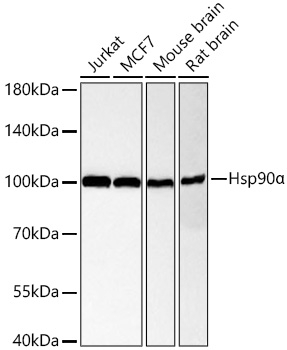 HSP90 alpha Antibody in Western Blot (WB)