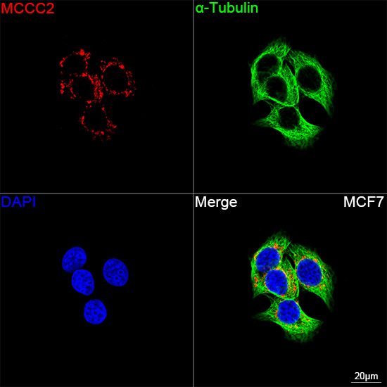 MCCC2 Antibody in Immunocytochemistry (ICC/IF)