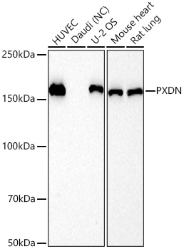 PXDN Antibody in Western Blot (WB)