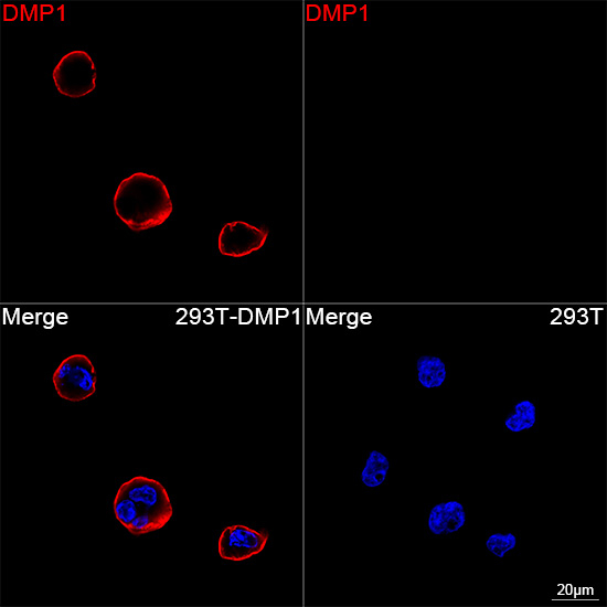 DMP1 Antibody in Immunocytochemistry (ICC/IF)