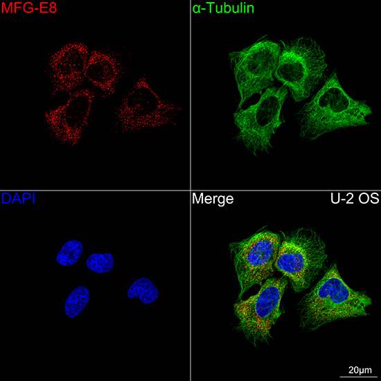 MFGE8 Antibody in Immunocytochemistry (ICC/IF)