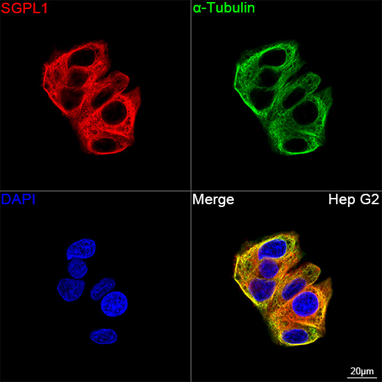 SGPL1 Antibody in Immunocytochemistry (ICC/IF)