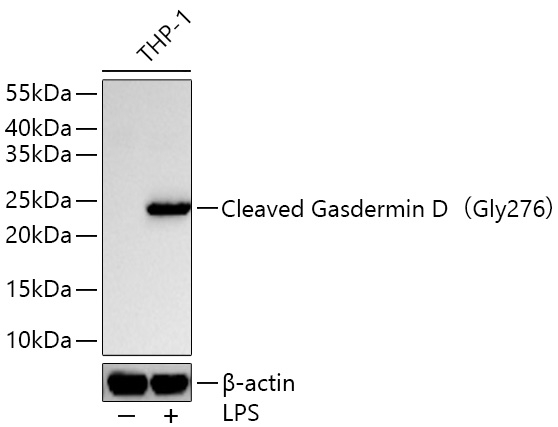 GSDMD (Cleaved Gly276) Antibody in Western Blot (WB)