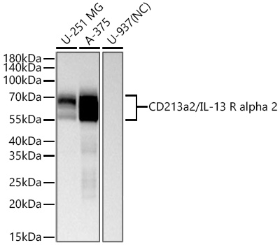 IL13RA2 Antibody in Western Blot (WB)