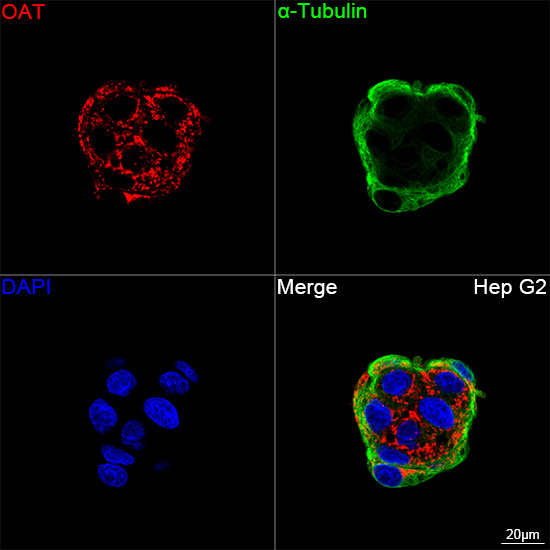 OAT Antibody in Immunocytochemistry (ICC/IF)