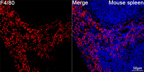 F4/80 Antibody in Immunohistochemistry (Paraffin) (IHC (P))