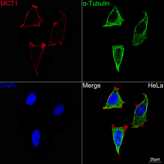 MCT1 Antibody in Immunocytochemistry (ICC/IF)
