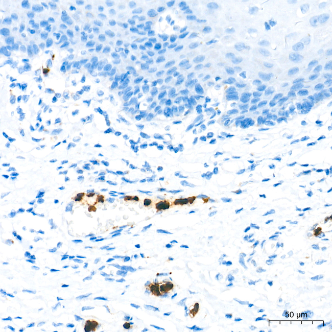 CAMP Antibody in Immunohistochemistry (Paraffin) (IHC (P))