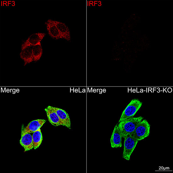 IRF3 Antibody in Immunocytochemistry (ICC/IF)
