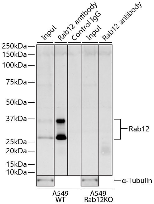 RAB12 Antibody in Immunoprecipitation (IP)