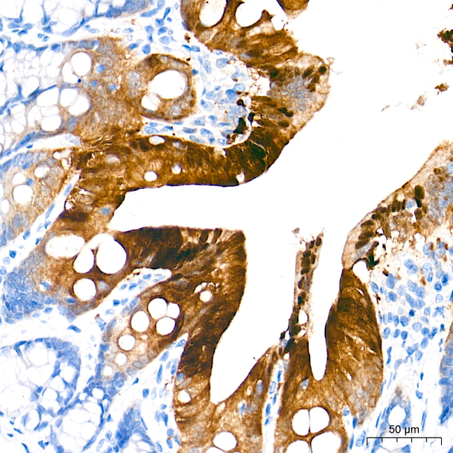 PRDX6 Antibody in Immunohistochemistry (Paraffin) (IHC (P))