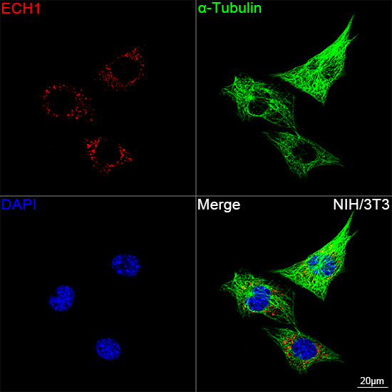 ECH1 Antibody in Immunocytochemistry (ICC/IF)