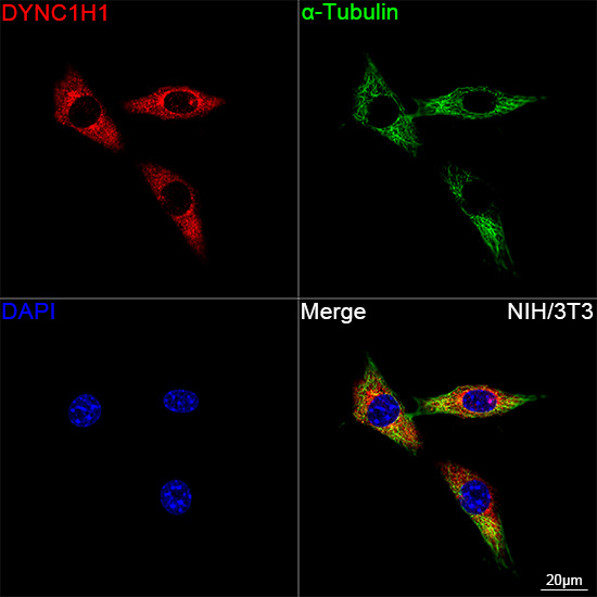 DYNC1H1 Antibody in Immunocytochemistry (ICC/IF)