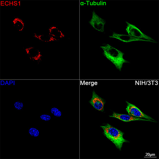 ECHS1 Antibody in Immunocytochemistry (ICC/IF)