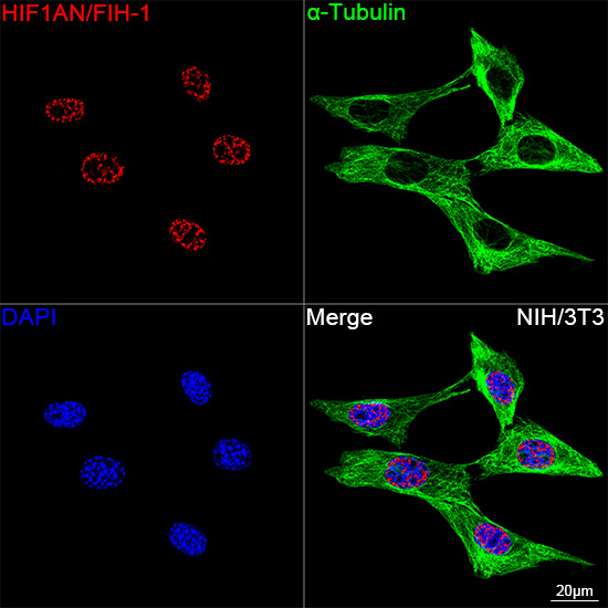 HIF1AN Antibody in Immunocytochemistry (ICC/IF)