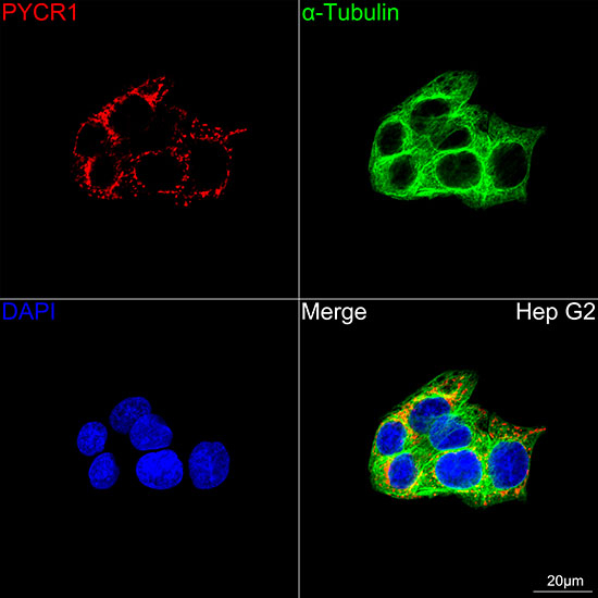 PYCR1 Antibody in Immunocytochemistry (ICC/IF)
