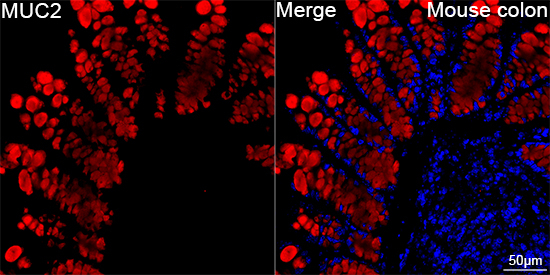 MUC2 Antibody in Immunohistochemistry (Paraffin) (IHC (P))