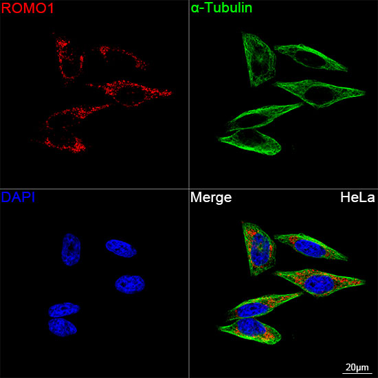 ROMO1 Antibody in Immunocytochemistry (ICC/IF)