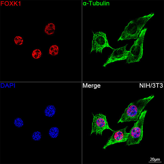 FOXK1 Antibody in Immunocytochemistry (ICC/IF)