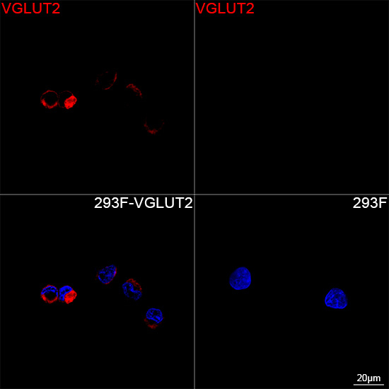 VGLUT2 Antibody in Immunocytochemistry (ICC/IF)
