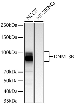 DNMT3B Antibody in Western Blot (WB)