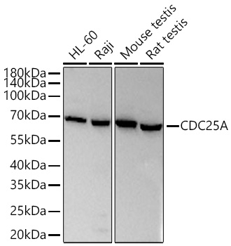 Cdc25A Antibody in Western Blot (WB)