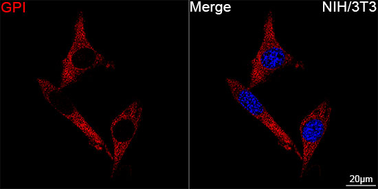 GPI Antibody in Immunocytochemistry (ICC/IF)