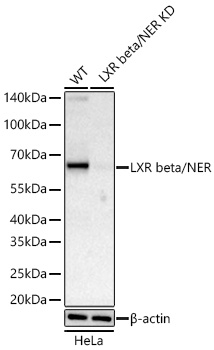 LXR beta Antibody in Western Blot (WB)