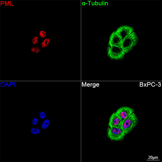 PML Antibody in Immunocytochemistry (ICC/IF)