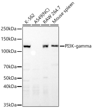 PIK3CG Antibody in Western Blot (WB)