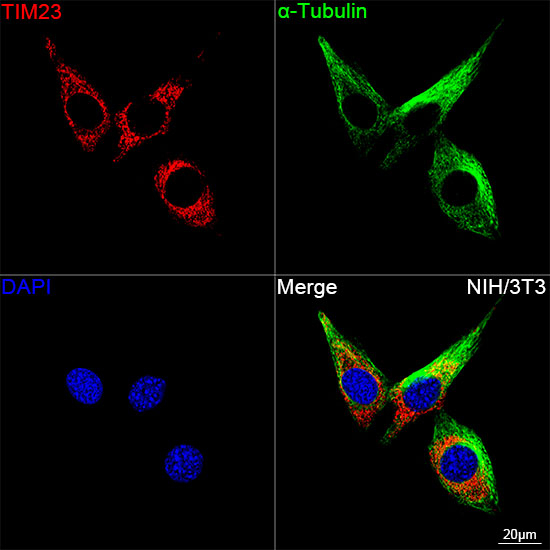 TIMM23 Antibody in Immunocytochemistry (ICC/IF)