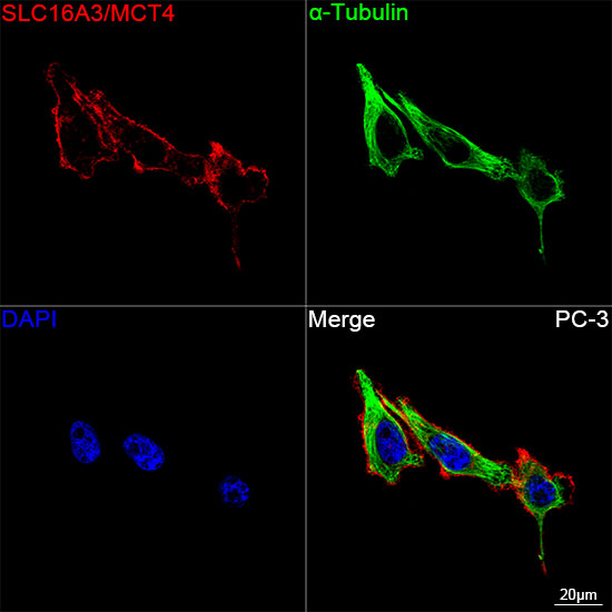 SLC16A3 Antibody in Immunocytochemistry (ICC/IF)