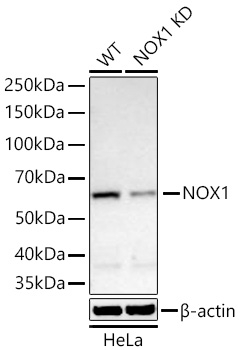 NOX1 Antibody in Western Blot (WB)