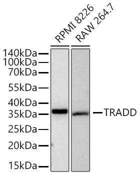 TRADD Antibody in Western Blot (WB)