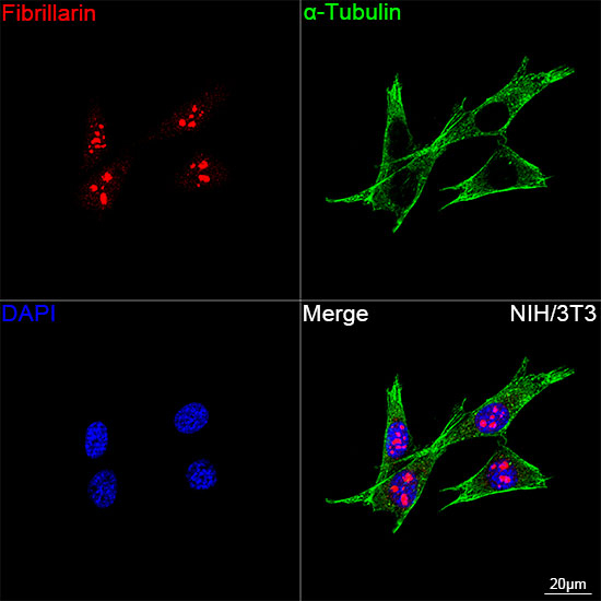 Fibrillarin Antibody in Immunocytochemistry (ICC/IF)