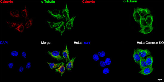 Calnexin Antibody in Immunocytochemistry (ICC/IF)