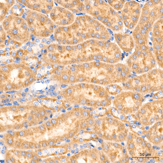 ATF6 Antibody in Immunohistochemistry (Paraffin) (IHC (P))