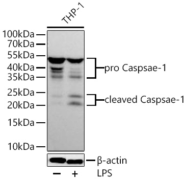 Caspase 1 Antibody in Western Blot (WB)