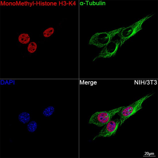 H3K4me1 Antibody in Immunocytochemistry (ICC/IF)