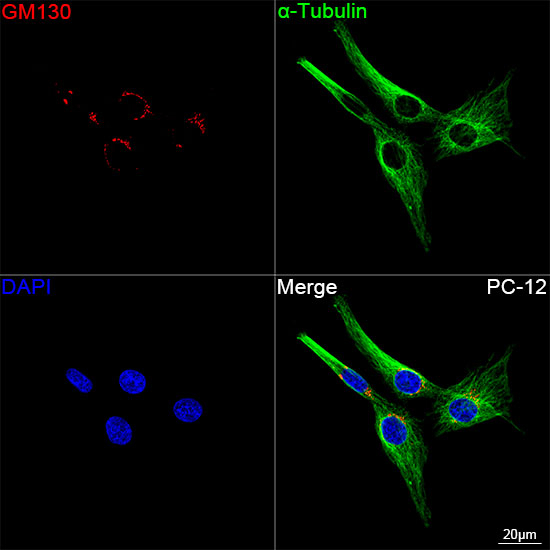 GM130 Antibody in Immunocytochemistry (ICC/IF)