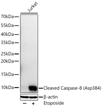 Caspase 8 (Cleaved Asp384) Antibody in Western Blot (WB)