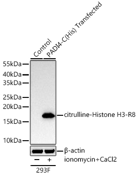 H3R8cit Antibody in Western Blot (WB)