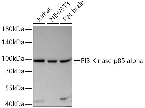 PI3K p85 alpha Antibody in Western Blot (WB)