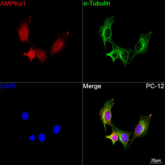 AMPK alpha-1 Antibody in Immunocytochemistry (ICC/IF)