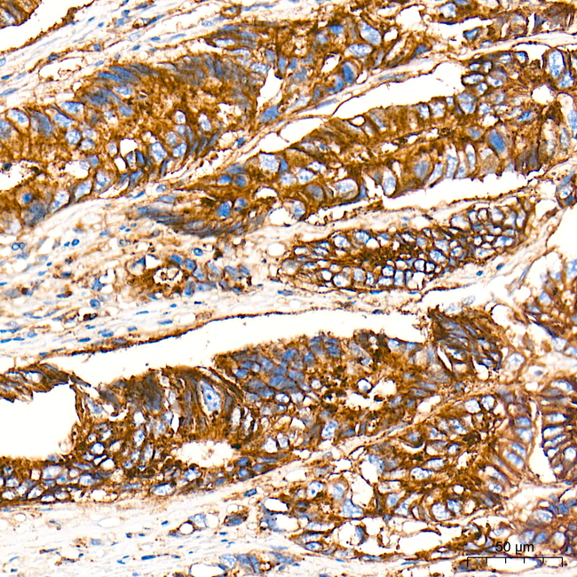 Flotillin 1 Antibody in Immunohistochemistry (Paraffin) (IHC (P))