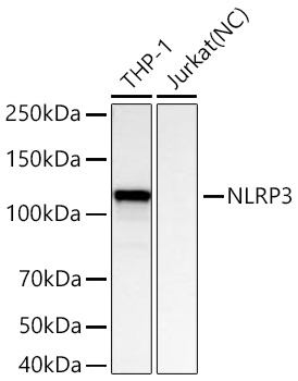 NLRP3 Antibody in Western Blot (WB)